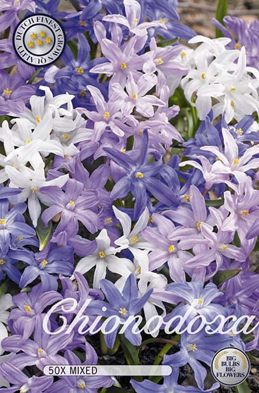 10042  CHIONODOXAMIXED  Antal lökar   50.St  Storlek  5/6
