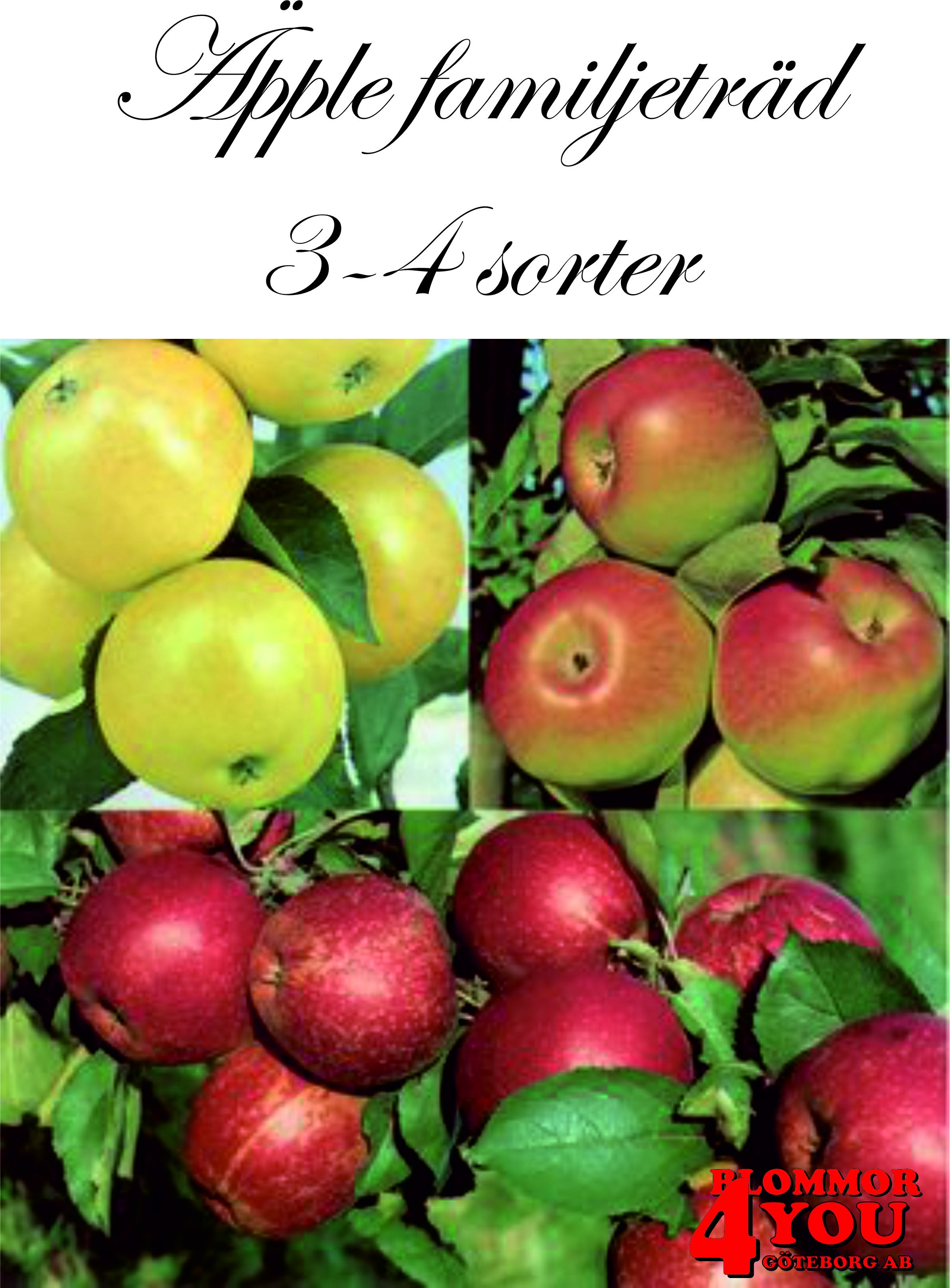 Äpple familjeträd 4 sorter  (CAC) A2  (Zon 1-4)   Fam.träd 3-års Co