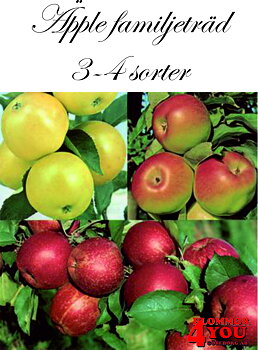 Äpple familjeträd 4 sorter  (CAC) A2  (Zon 1-4)   Fam.träd 3-års Co