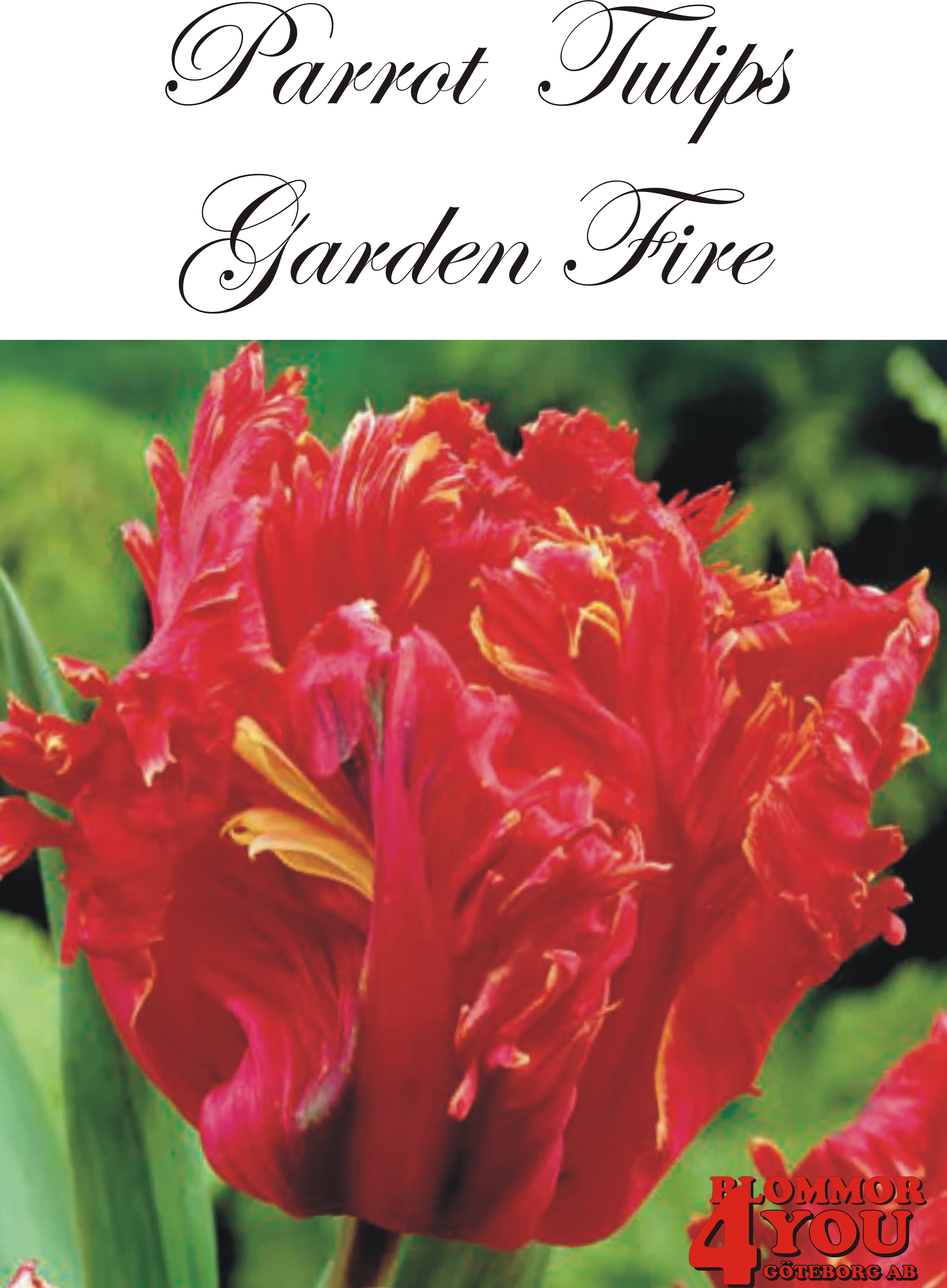 80405  GARDEN FIRE    PAPEGOJTULPAN