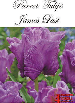 80415  JAMES LAST    PAPEGOJTULPAN