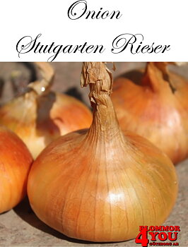 Sättlök Gul Stuttgarter Riesen  Nätpåse 250g