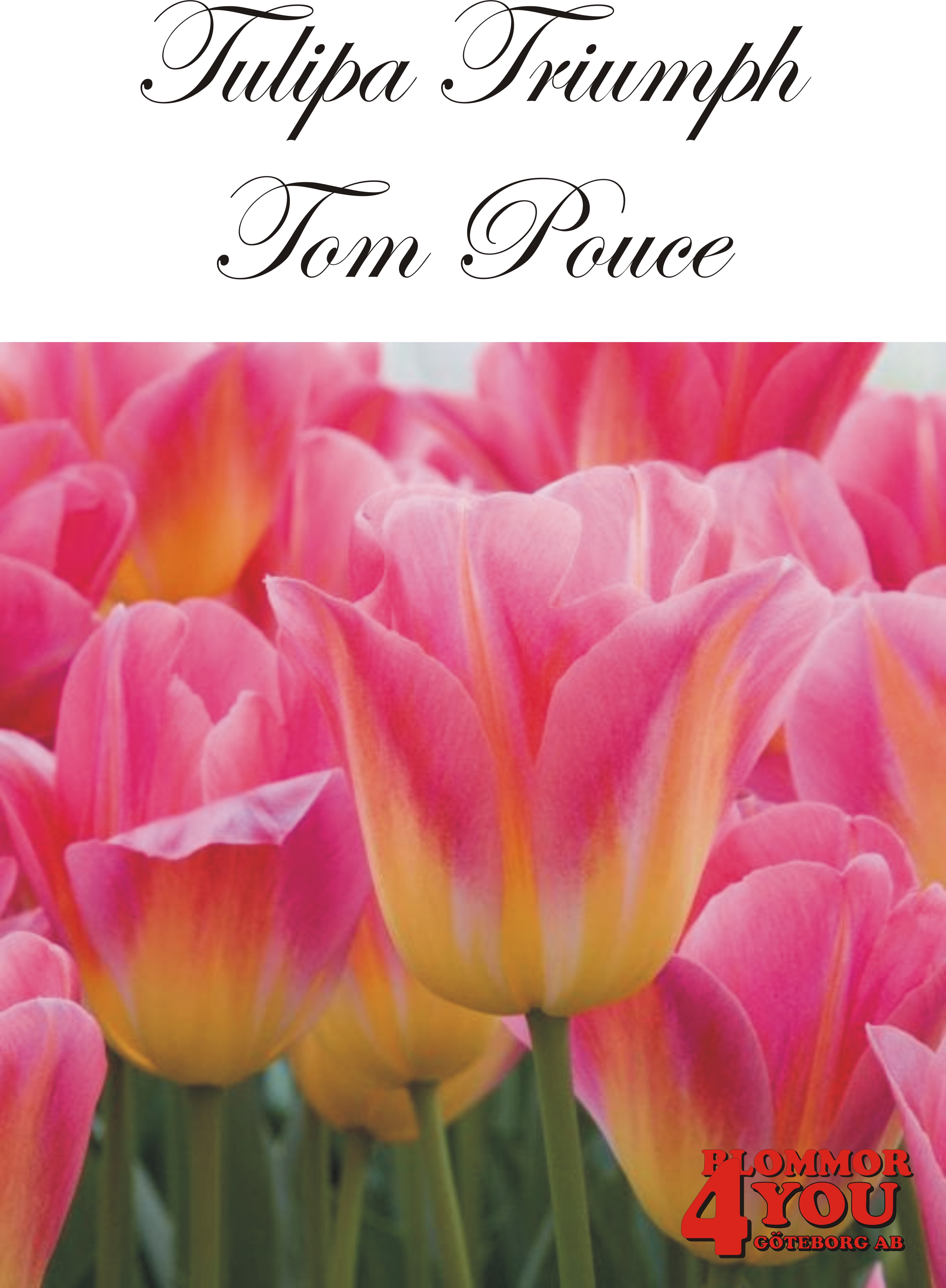 80275  TOM POUCE  TRIUMPHTULPAN