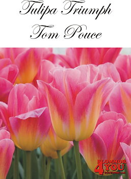 80275  TOM POUCE  TRIUMPHTULPAN