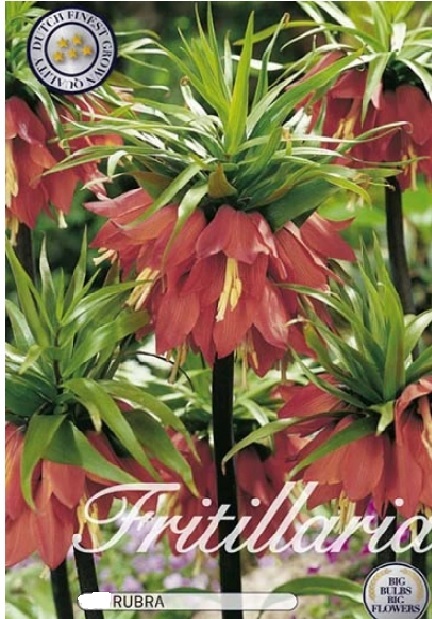 10075  FRITILLARIA  RUBRA  Antal lökar   2.St  Storlek  24/28