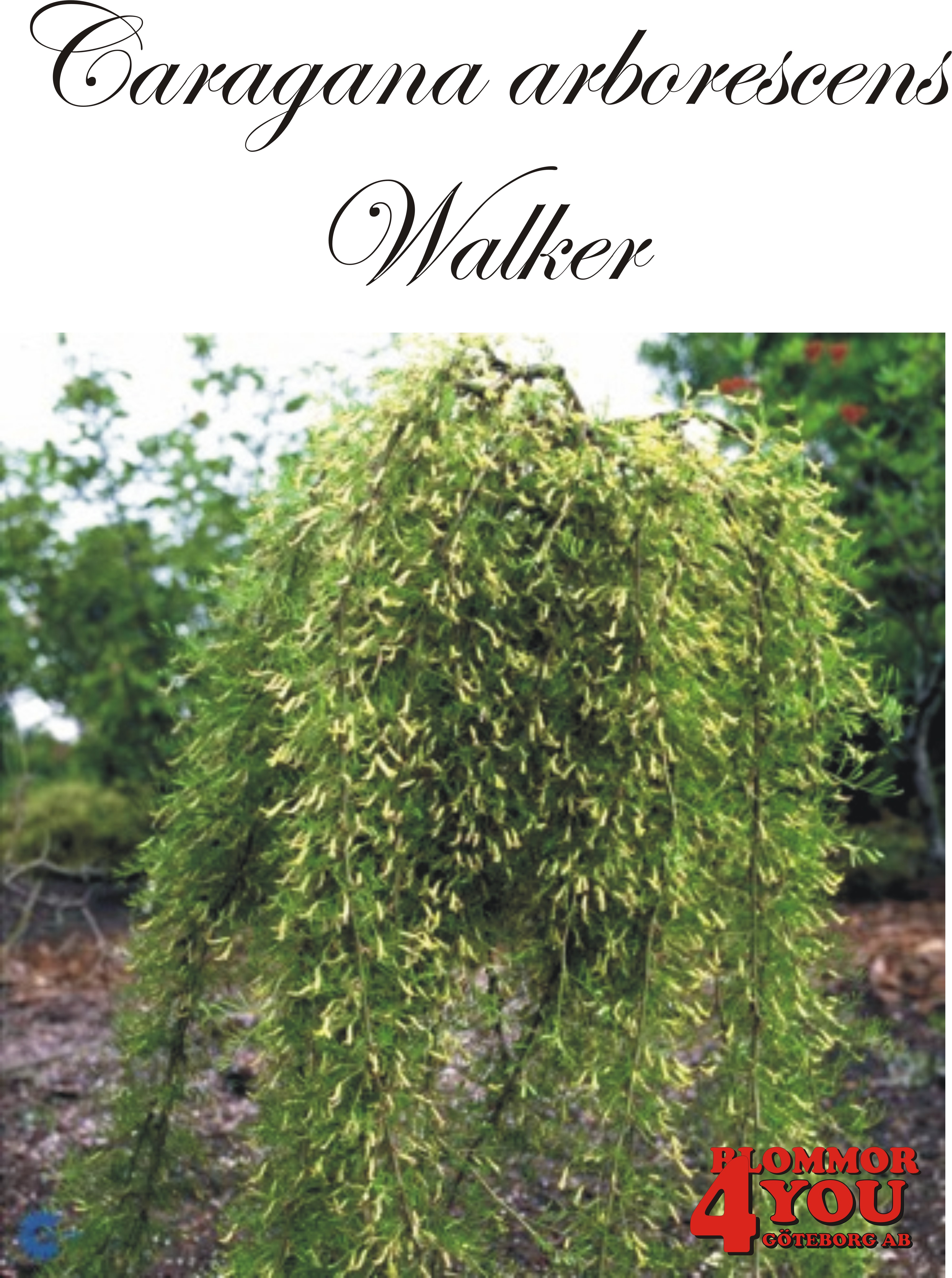 Caragana arborescens Walker Sh 100-120 Co
