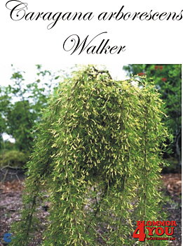 Caragana arborescens Walker Sh 100-120 Co