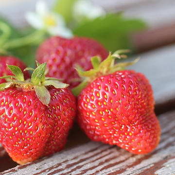 Fragaria x ananassa ’ Rumba’  Jordgubbe