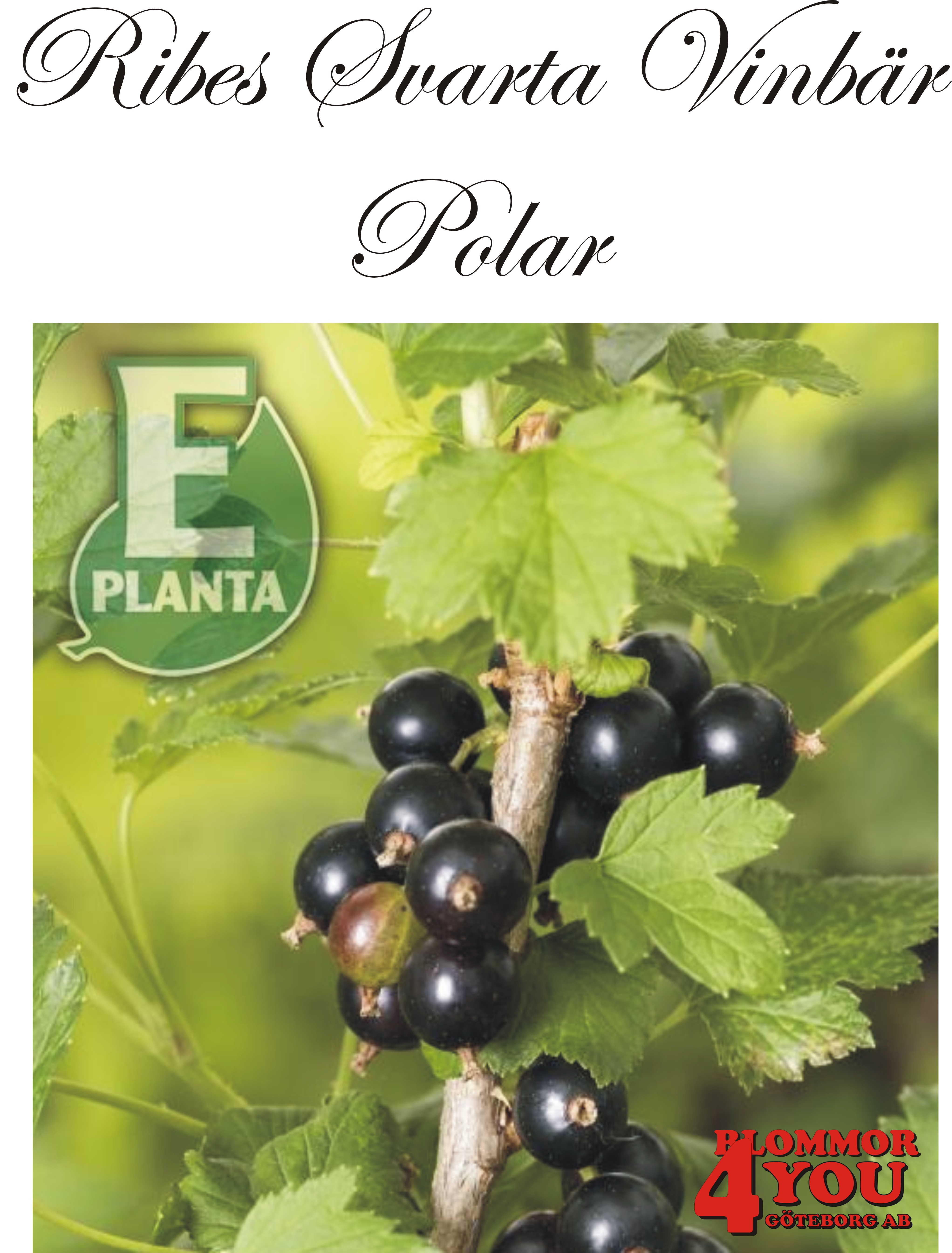Ribes nigrum   (Svarta vinbär)  POLAR* E   (EPS-cert)   Busk C3,5