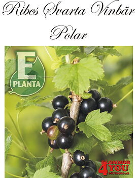 Ribes nigrum   (Svarta vinbär)  POLAR* E   (EPS-cert)   Busk C3,5