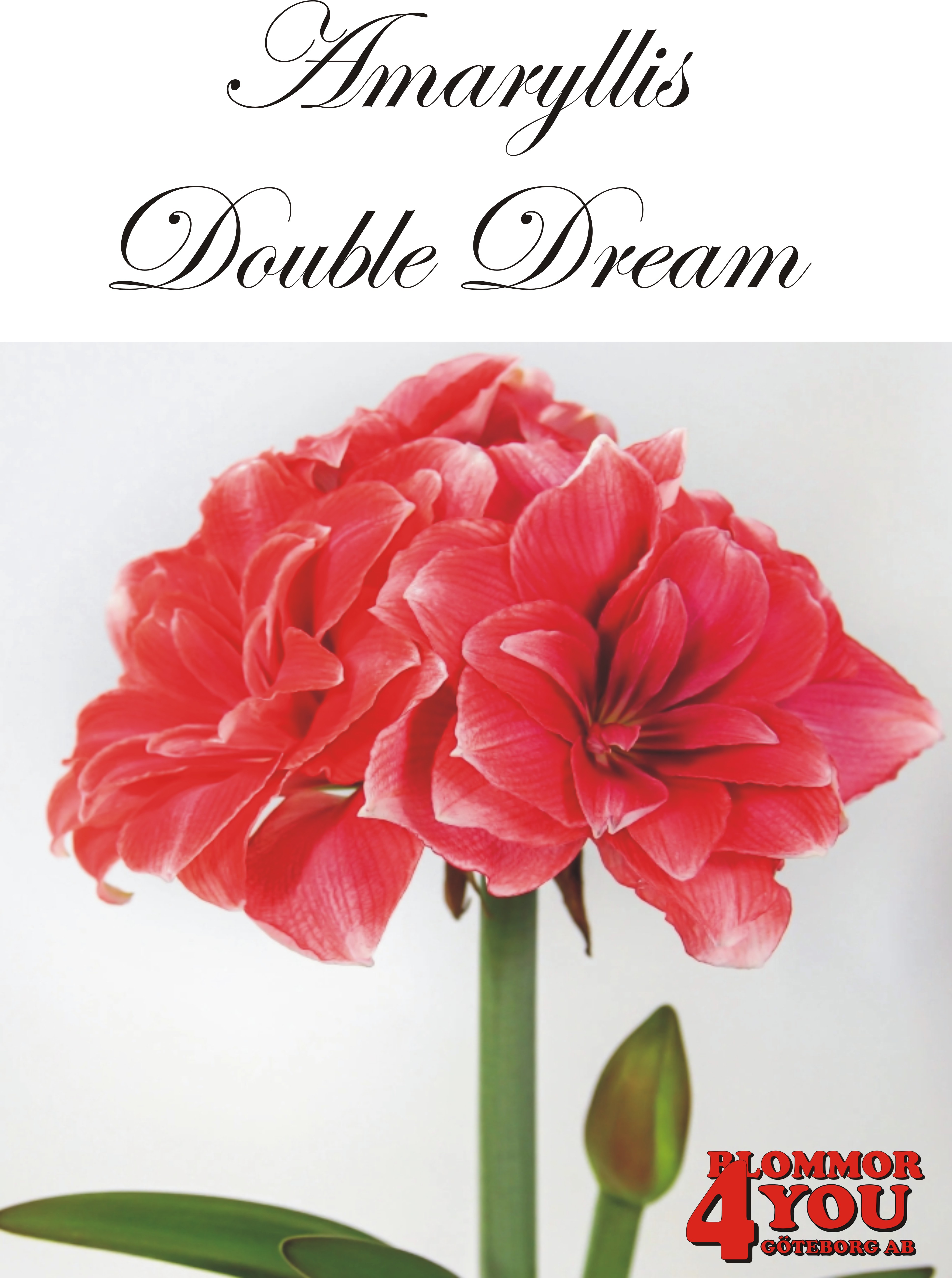 Amaryllis  Jumbo    Double Dream   Lökstorlek *34/36