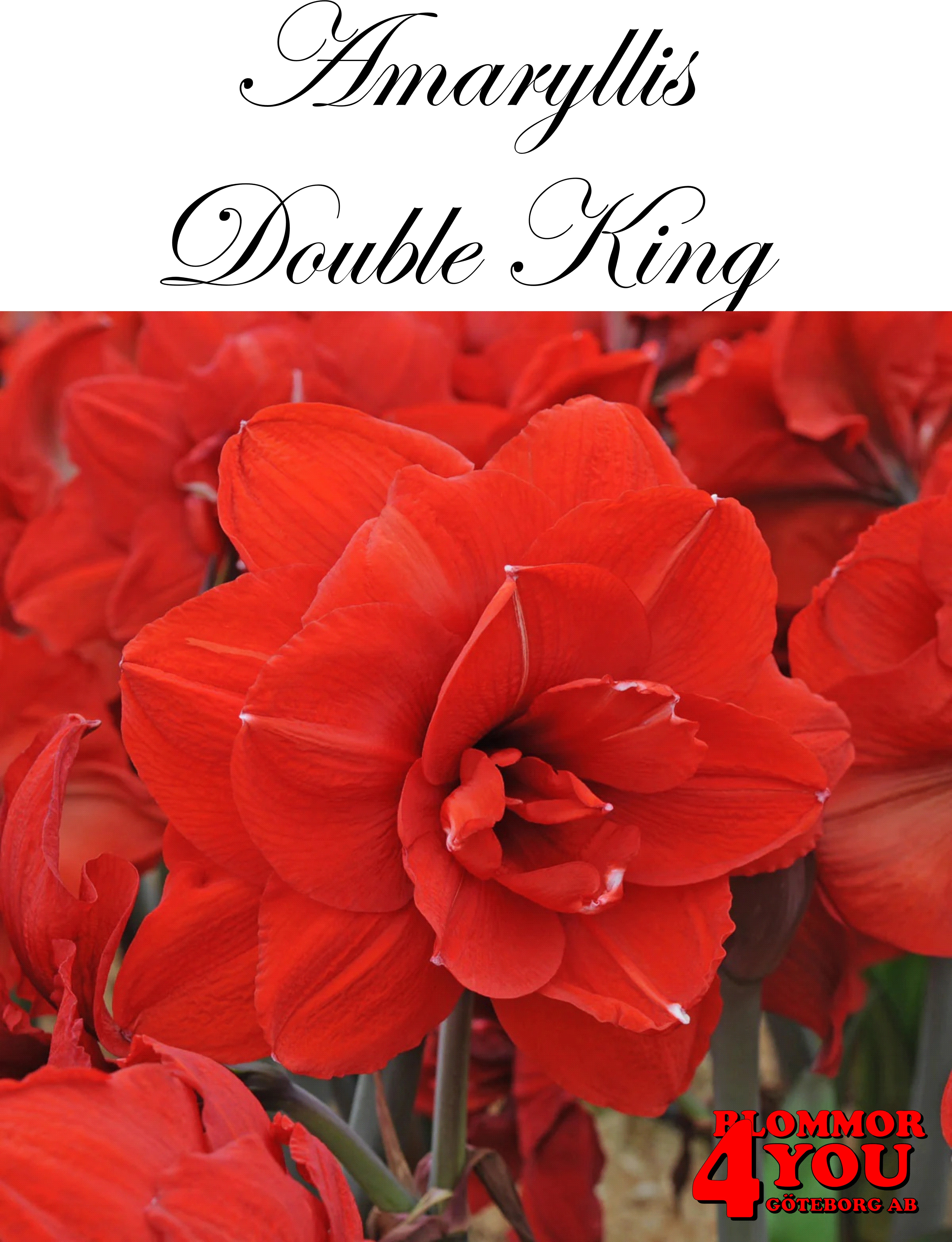 Amaryllis  Jumbo Double King  Lökstorlek: 34/40