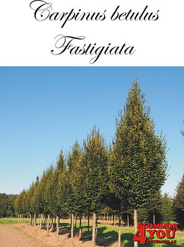 Carpinus betulus Fastigiata Stambusk 3 x ompl klump  th 250-300 Co