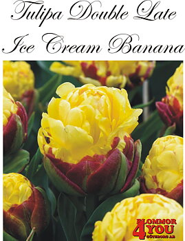 80730  ICE CREAM BANANA       DUBBEL SENTULPAN