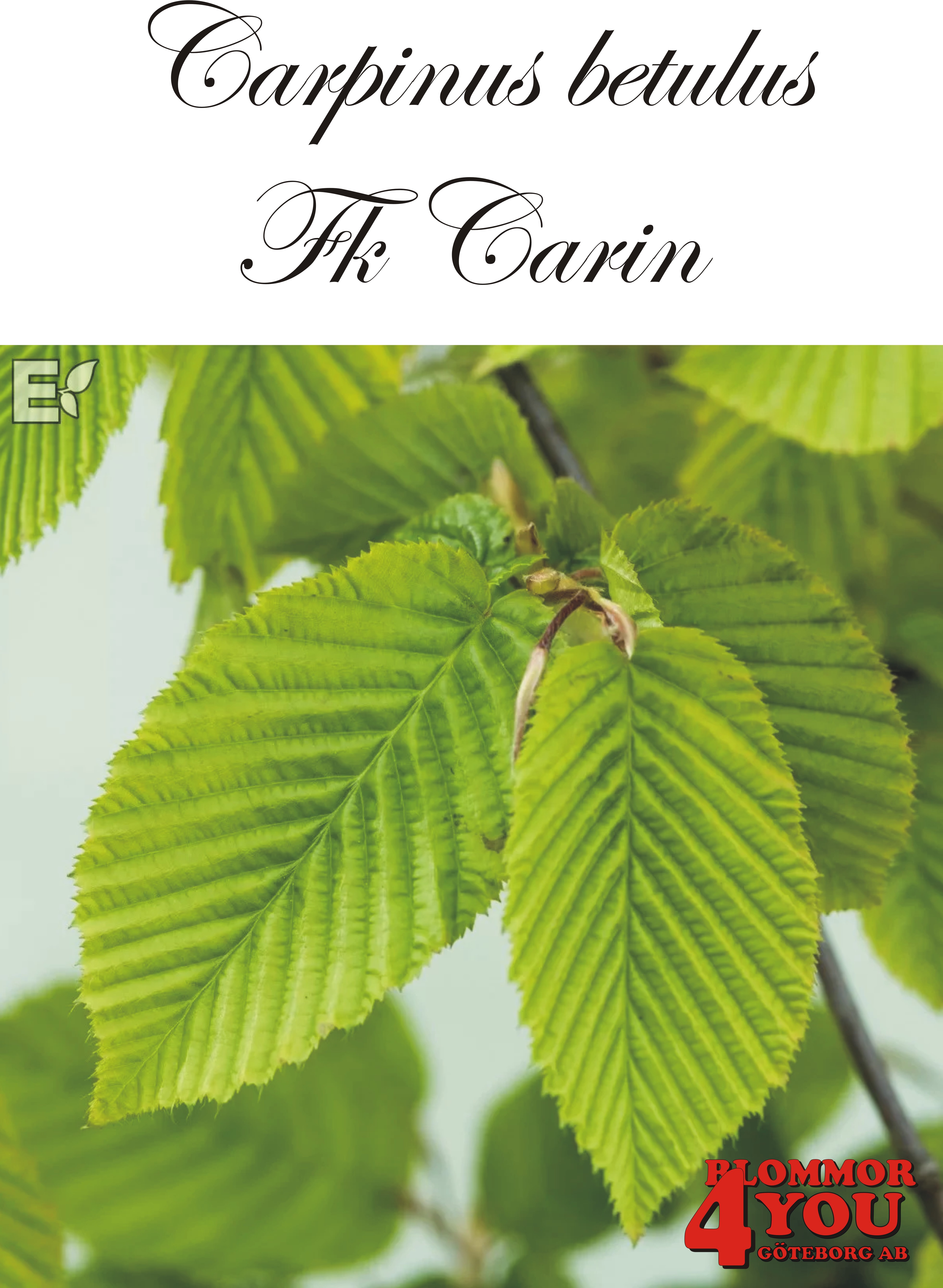 Carpinus betulus Fk Carin E Utr 100-125 Co  Krukodlad