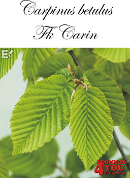 Carpinus betulus Fk Carin E Utr 100-125 Co  Krukodlad