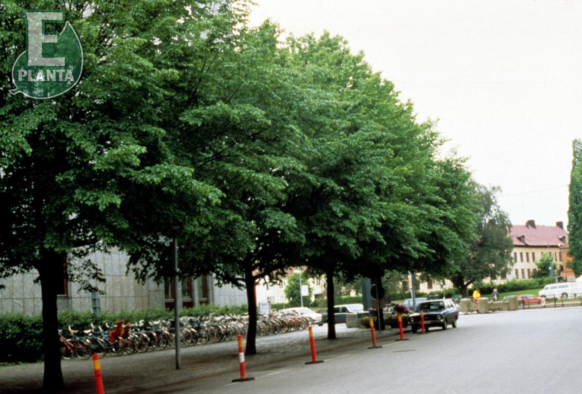 Carpinus betulus Fk Carin E Utr 100-125 Co  Krukodlad - 3