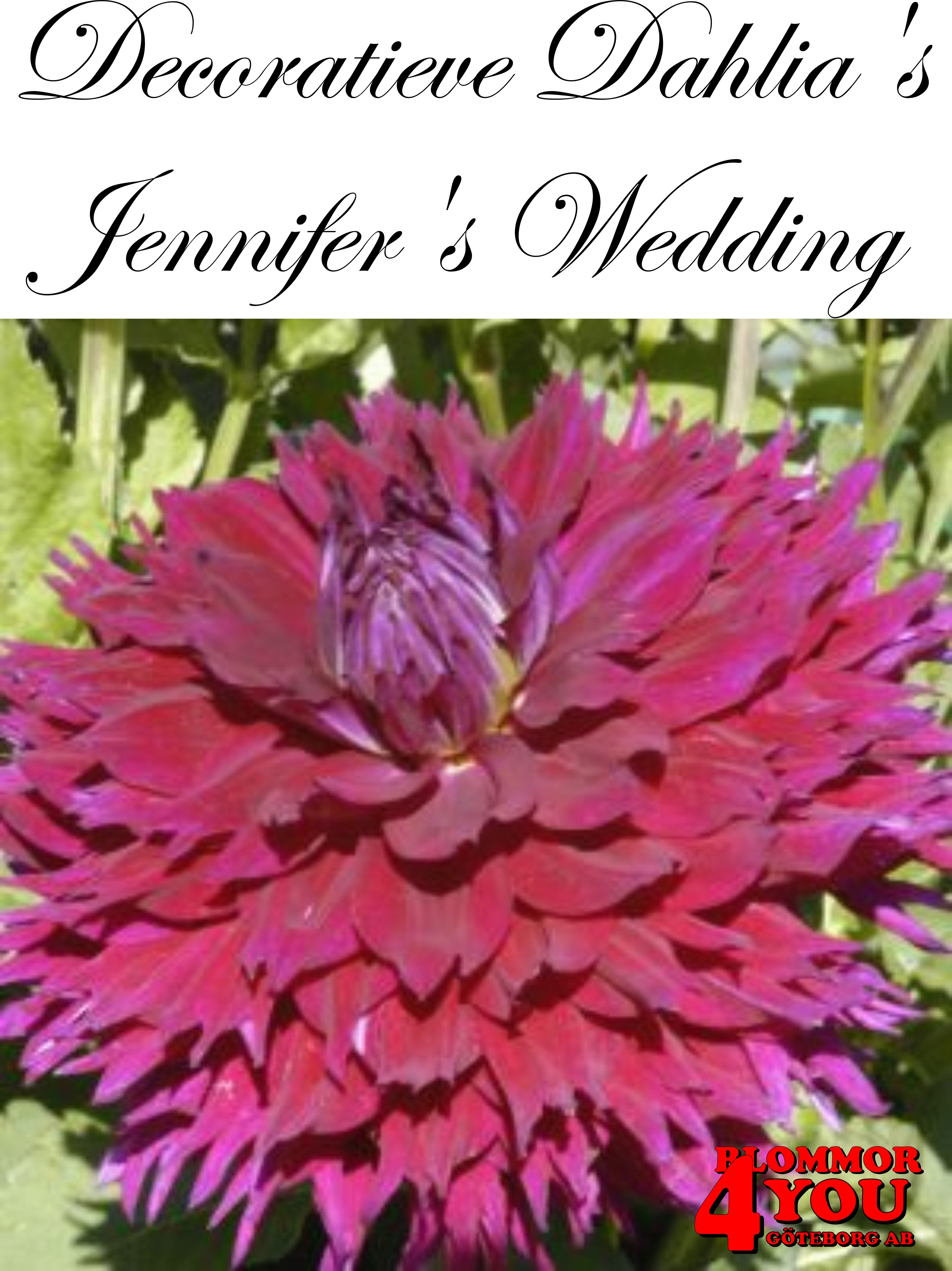 Dahlia Dekorativa  Jennifers Wedding