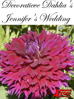 Dahlia Dekorativa  Jennifers Wedding