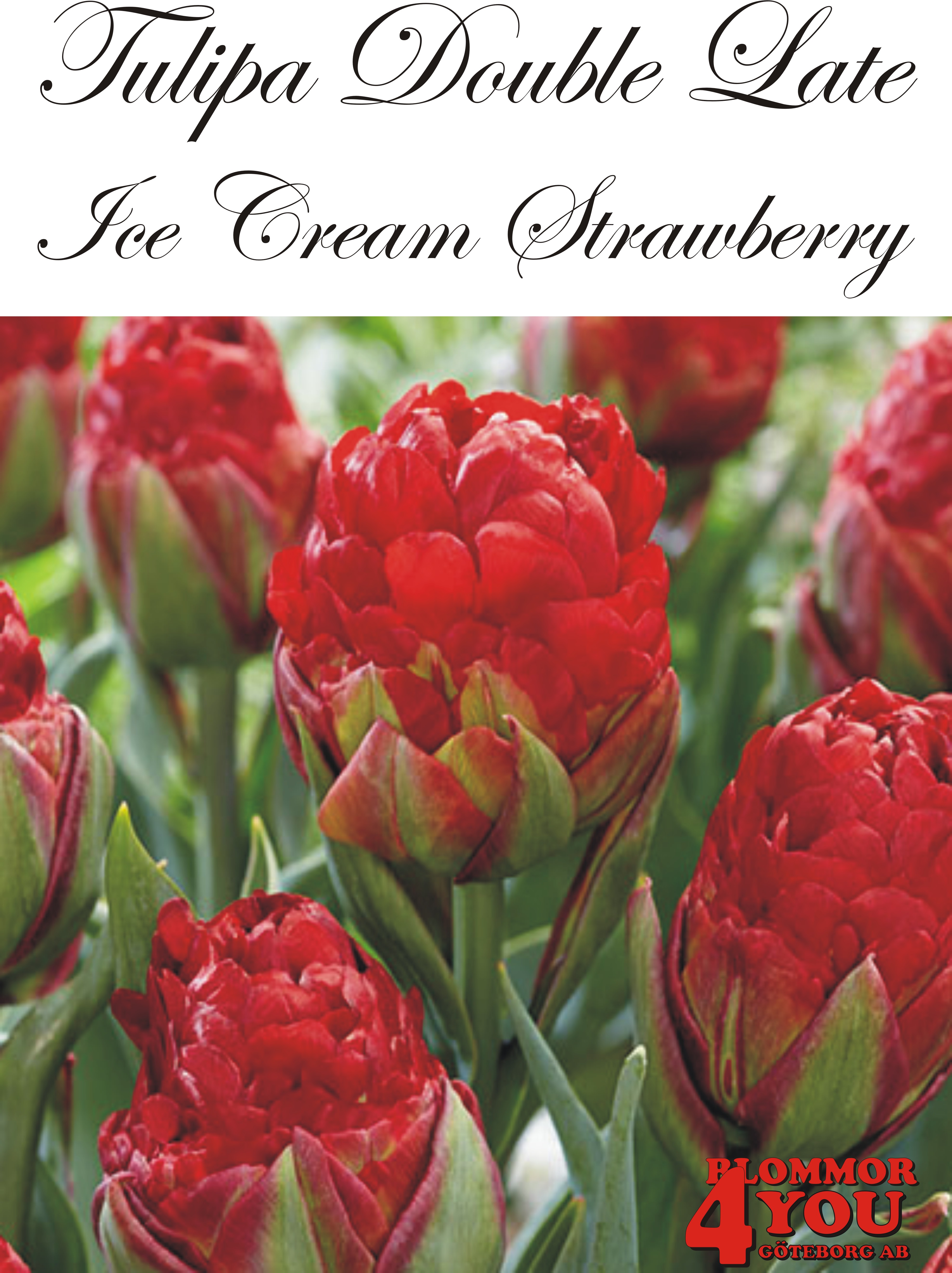 80731  ICE CREAM STRAWBERRY      DUBBEL SENTULPAN