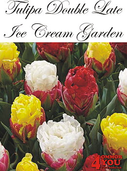 80732  ICE CREAM GARDEN      DUBBEL SENTULPAN