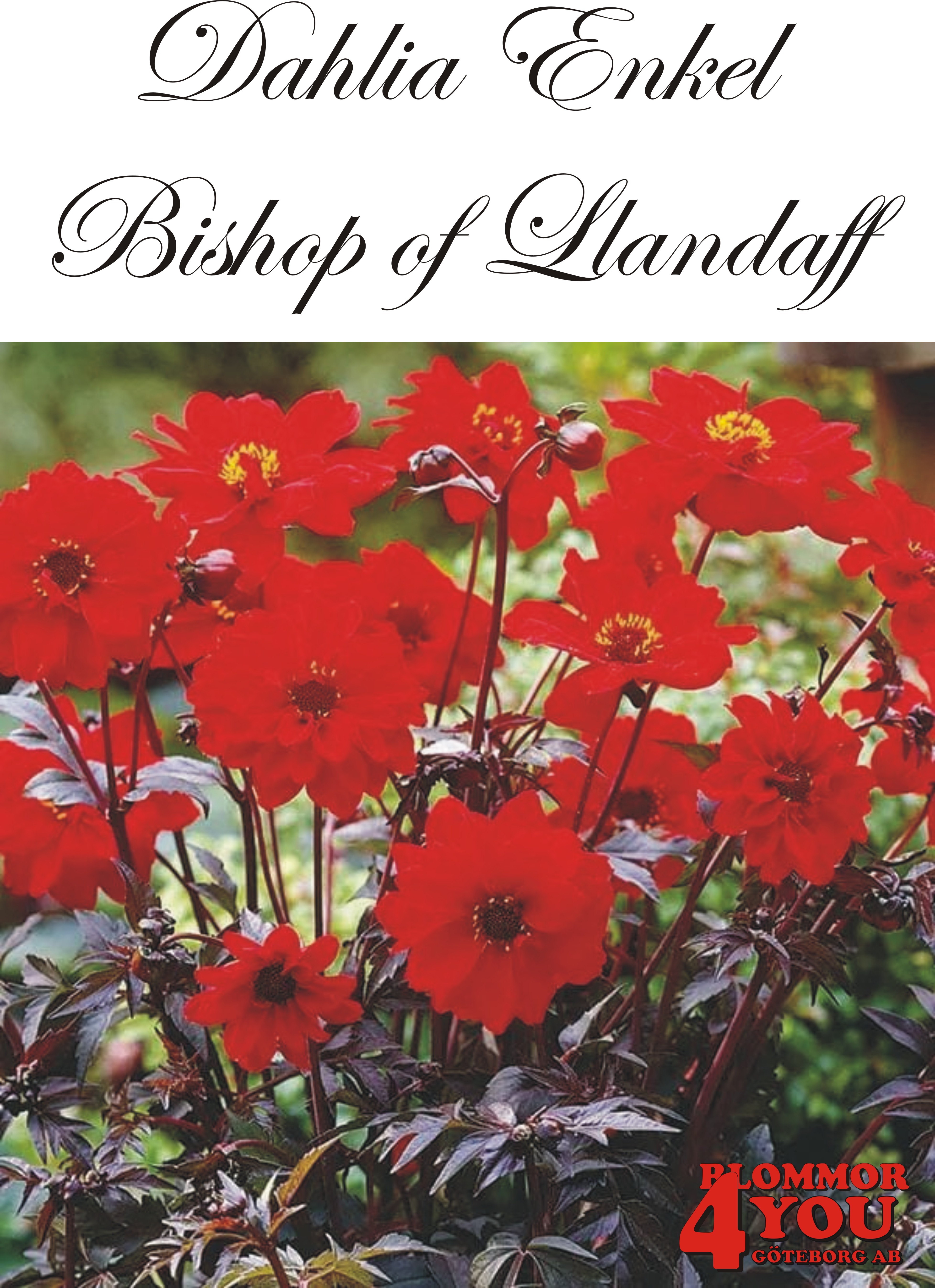 Dahlia Bishop of Llandaff