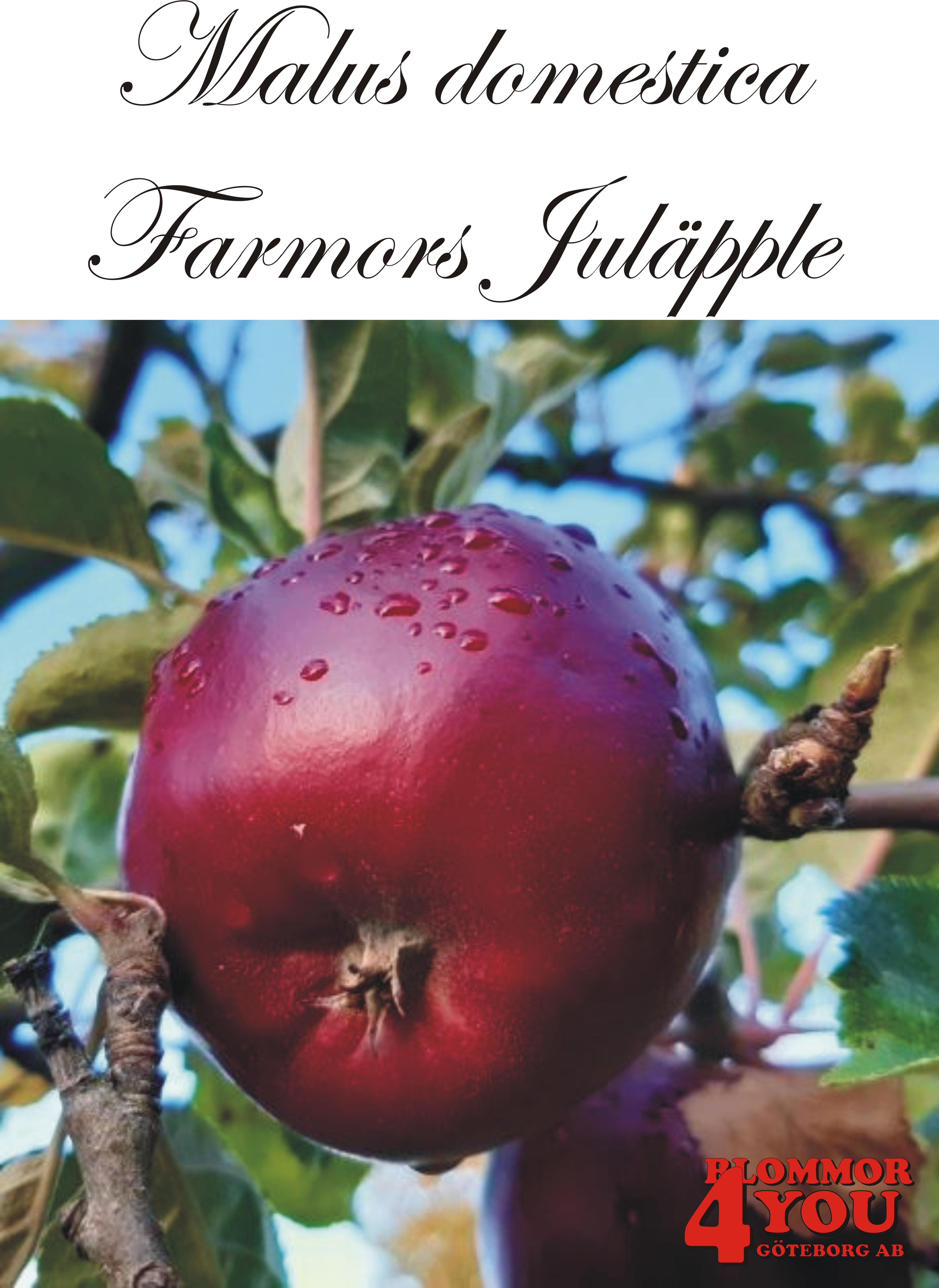 Äpple M.dom Farmors Juläpple (CAC) A2    Stam 2-års A-kv Co/Pack Co