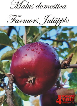 Äpple M.dom Farmors Juläpple (CAC) A2    Stam 2-års A-kv Co/Pack Co