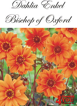 Dahlia Bischop of Oxford