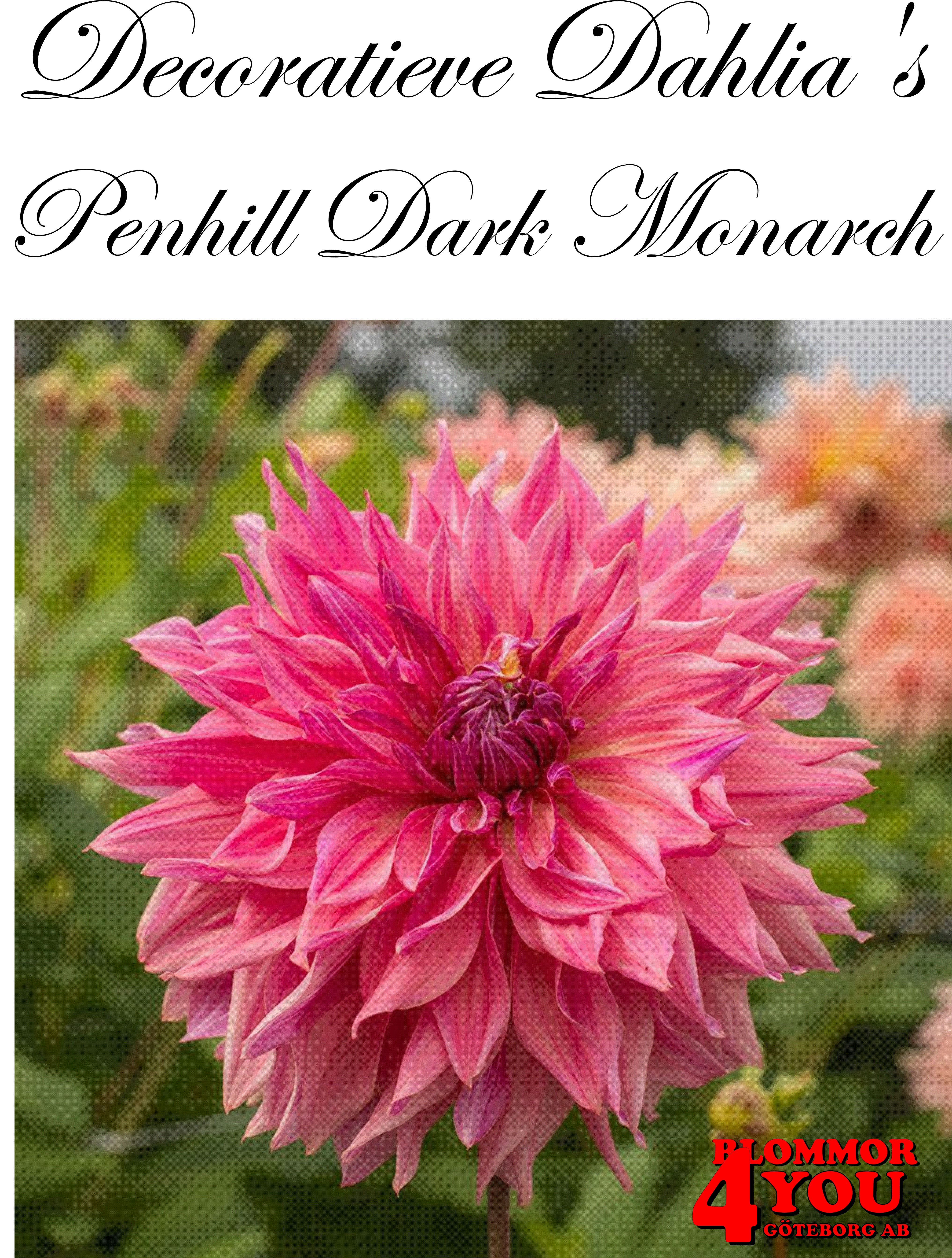Dahlia Penhill Dark Monarch