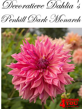 Dahlia Penhill Dark Monarch