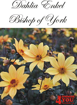 Dahlia Enkel  Bishop of York