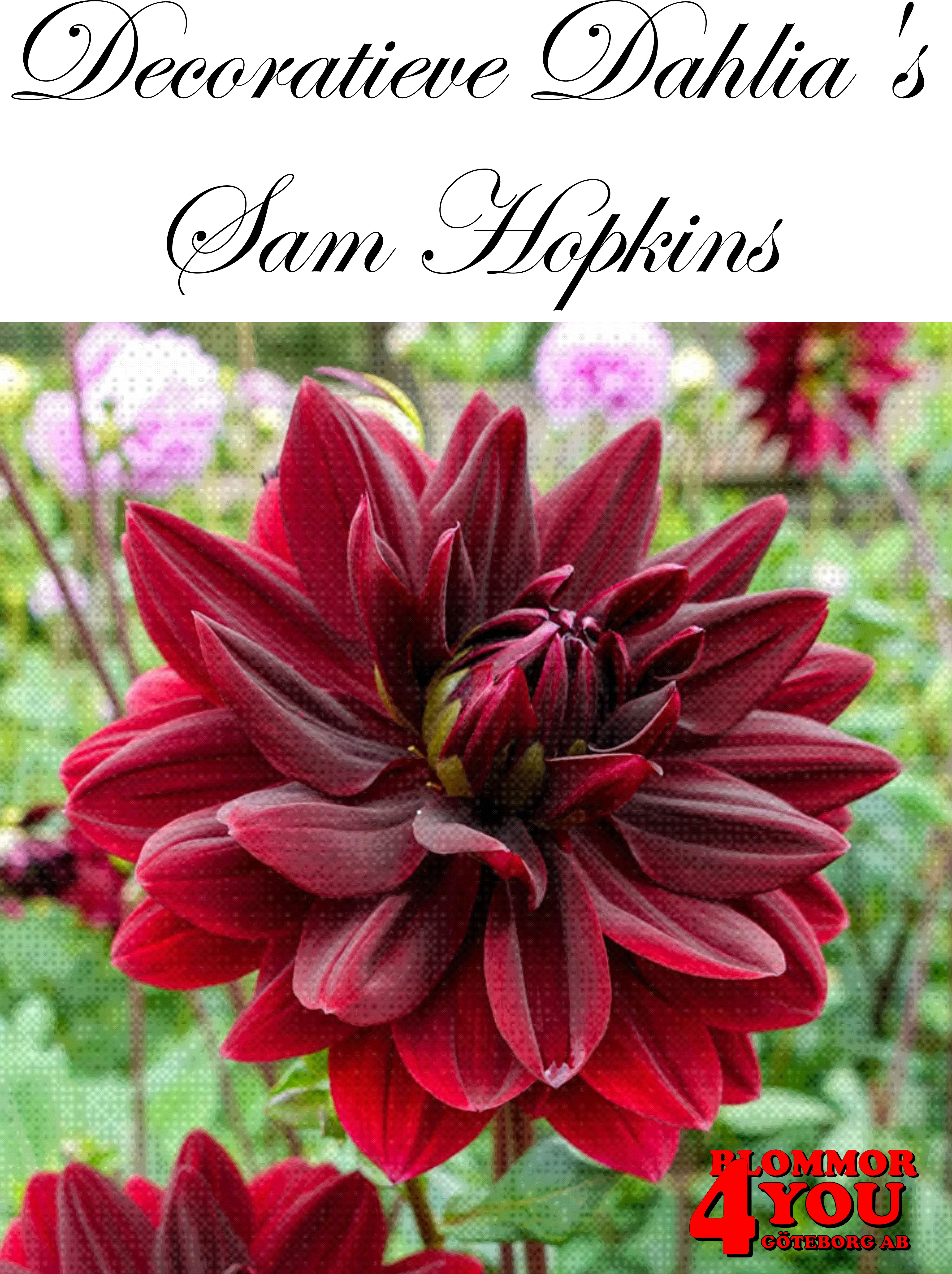 Dahlia Dekorativa    Sam Hopkins