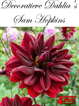 Dahlia Dekorativa    Sam Hopkins