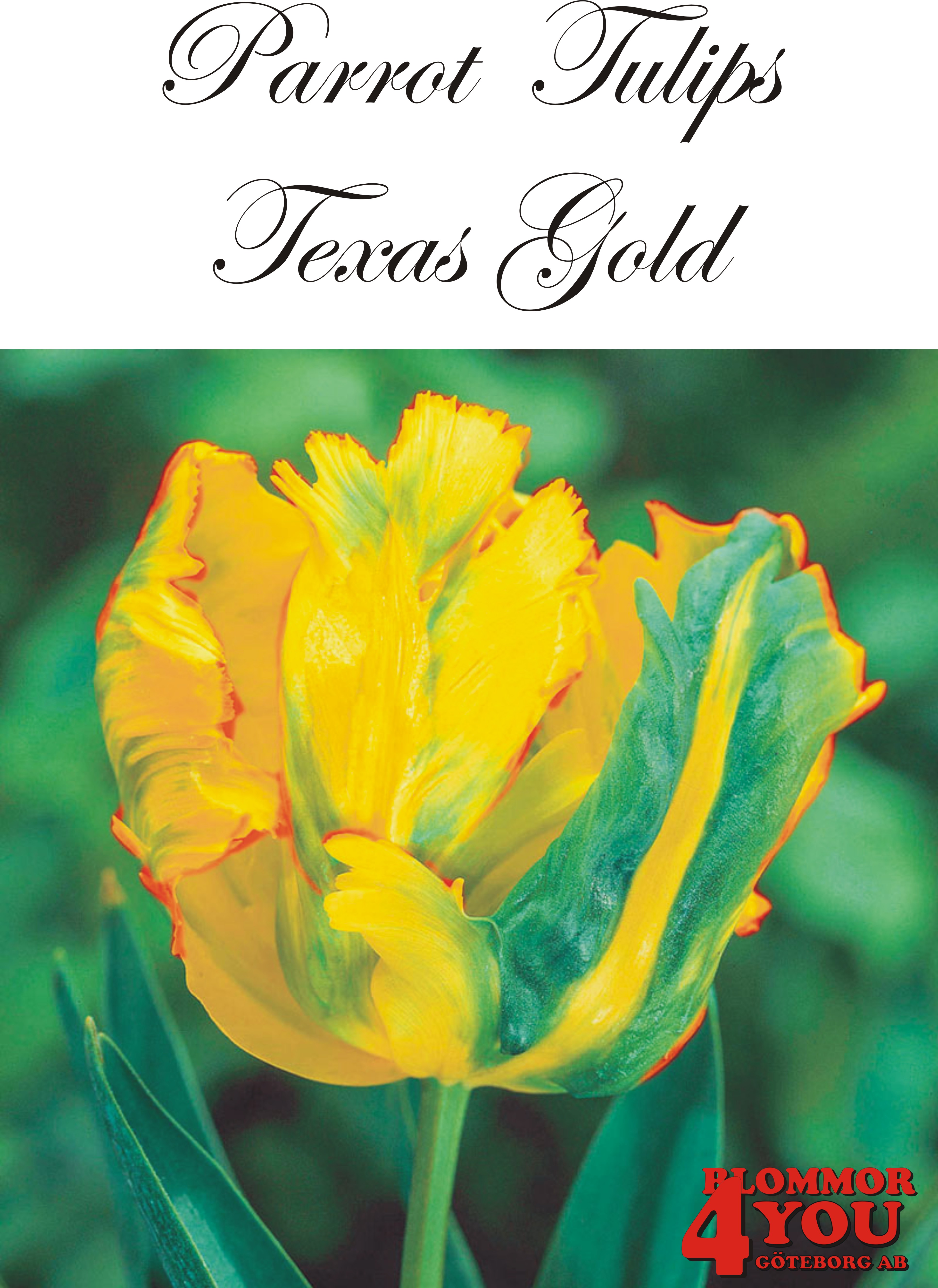 80435  TEXAS GOLD    PAPEGOJTULPAN