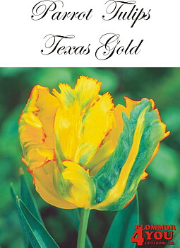 80435  TEXAS GOLD    PAPEGOJTULPAN