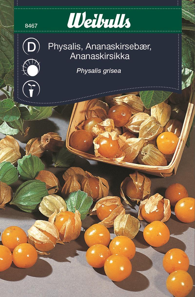 8467  Physalis (gul)  grisea - - 3