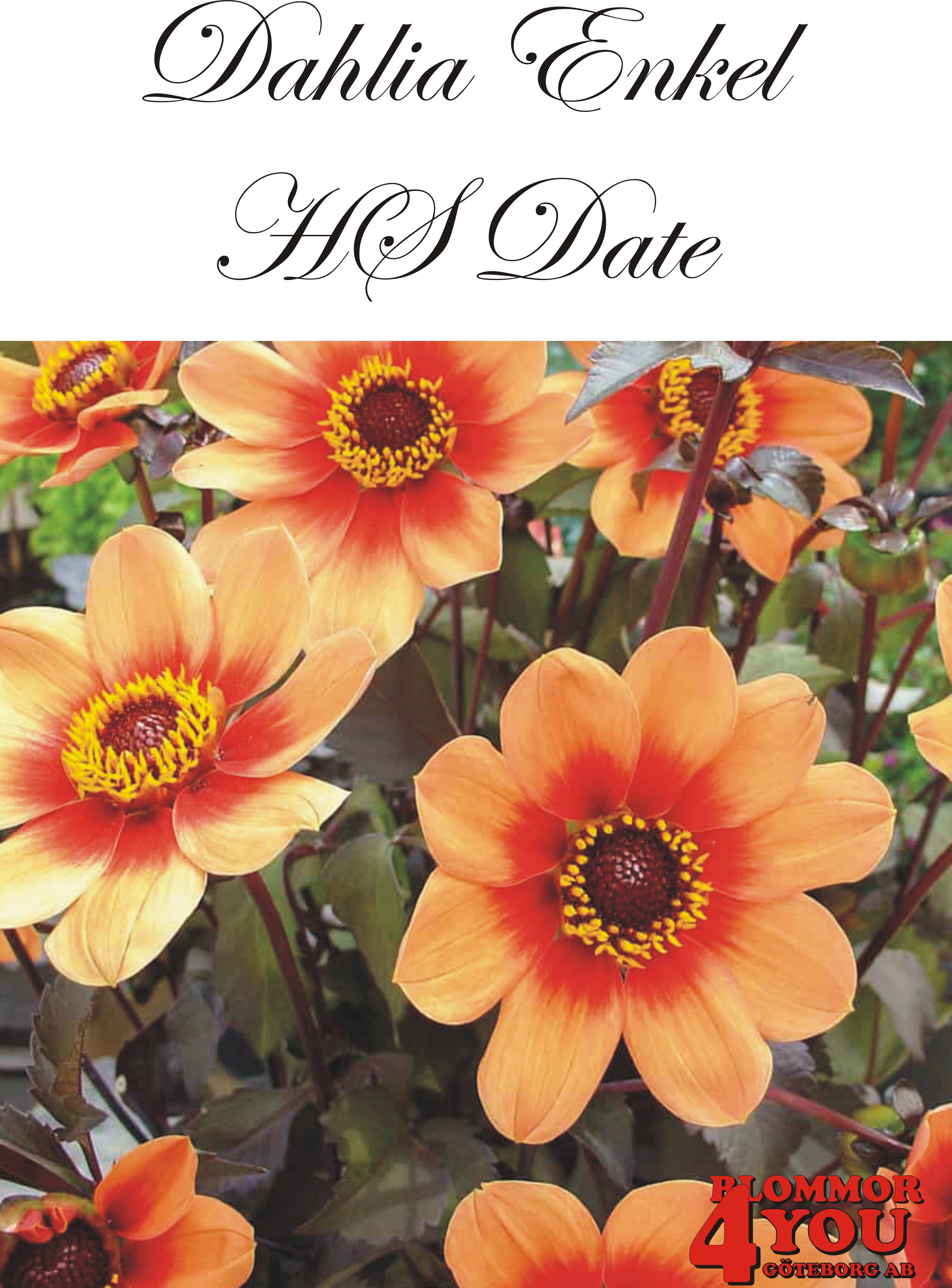 Dahlia HS Date
