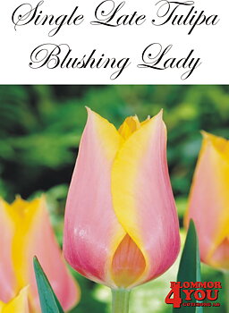 80515  BLUSHING LADY      ENKEL SEN TULPAN