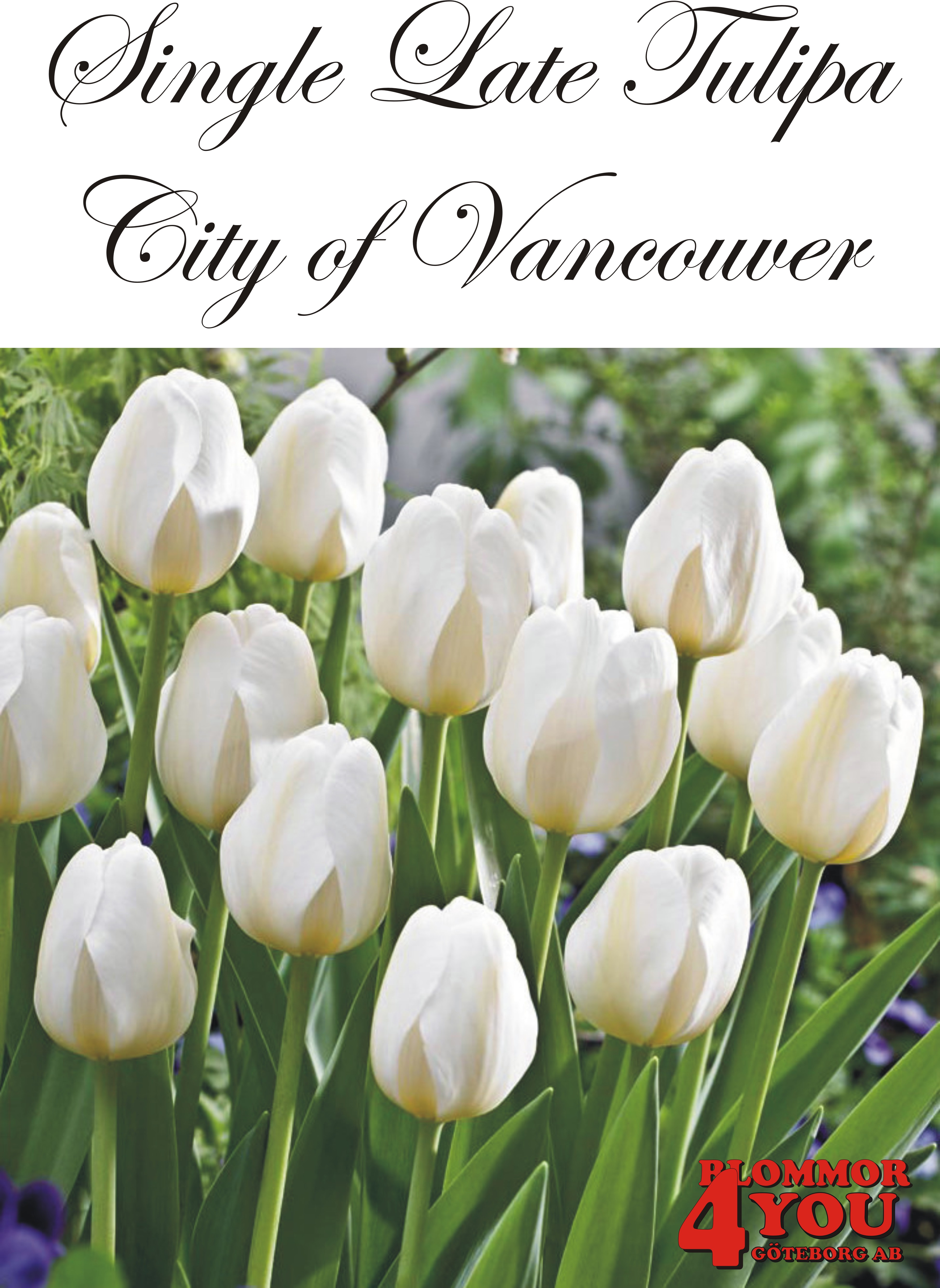 80525   CITY OF VANCOUVER        ENKEL SENTULPAN