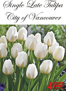 80525   CITY OF VANCOUVER        ENKEL SENTULPAN