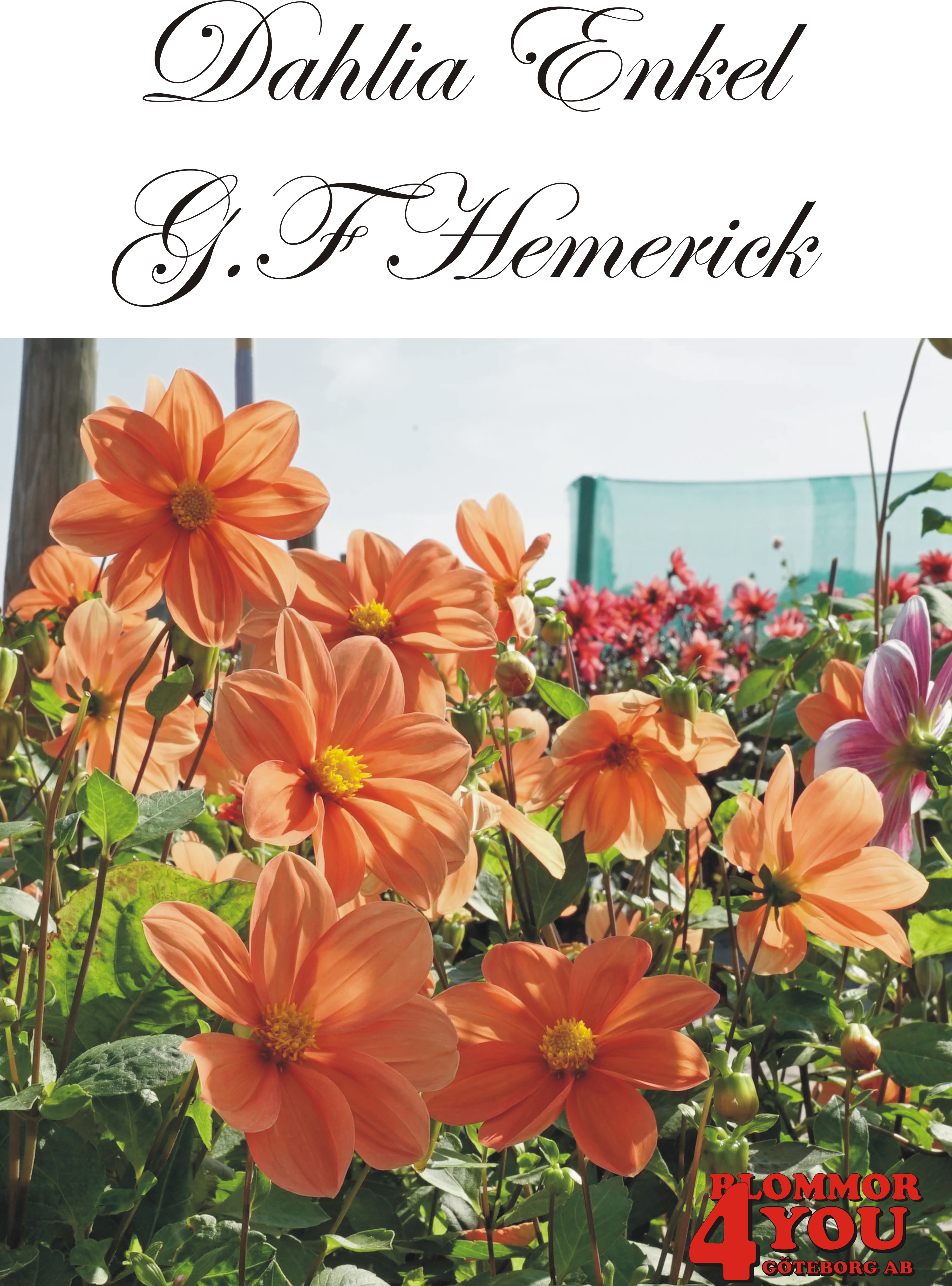 Dahlia G.F Hemerick