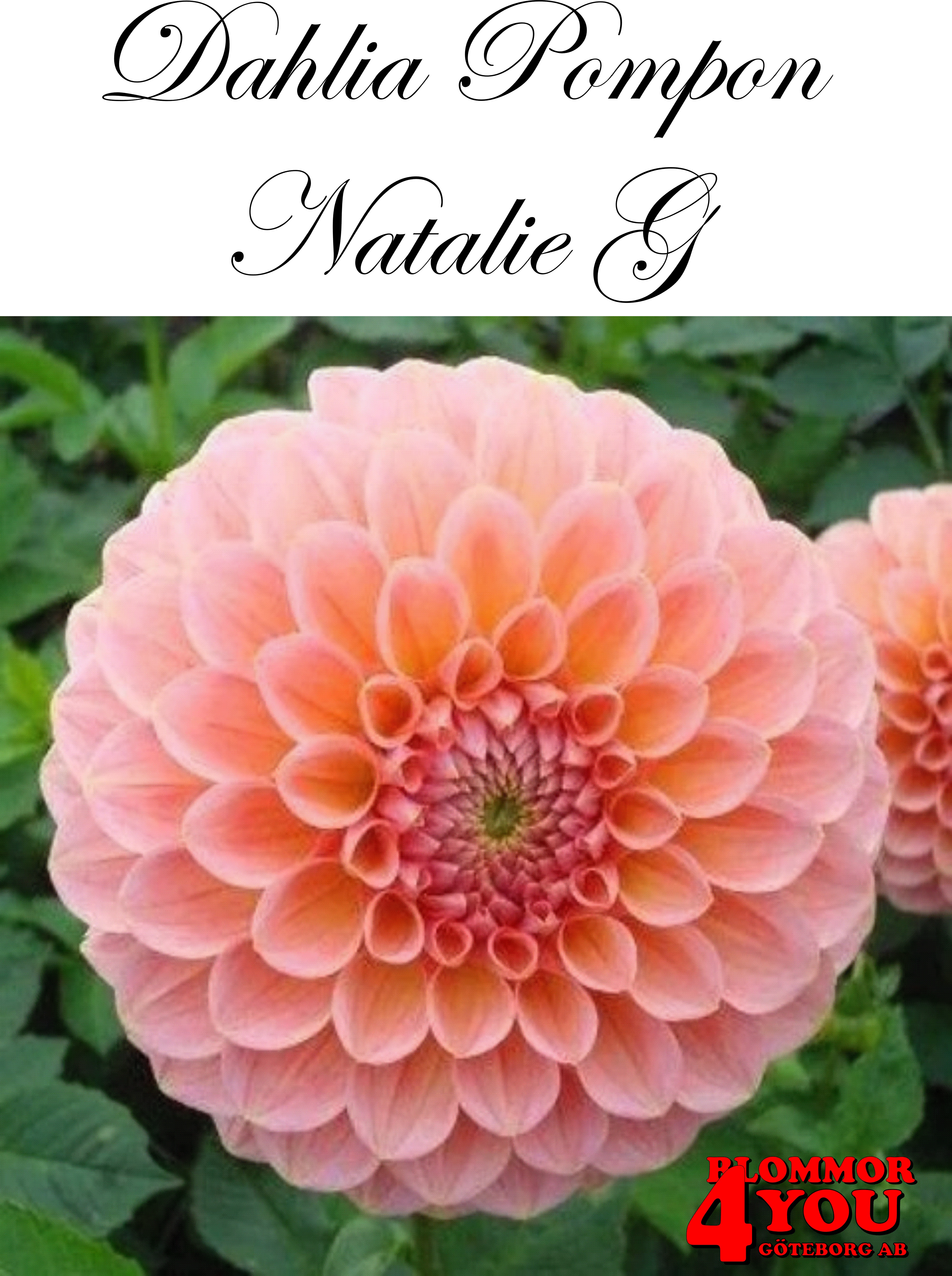 Dahlia Natalie G
