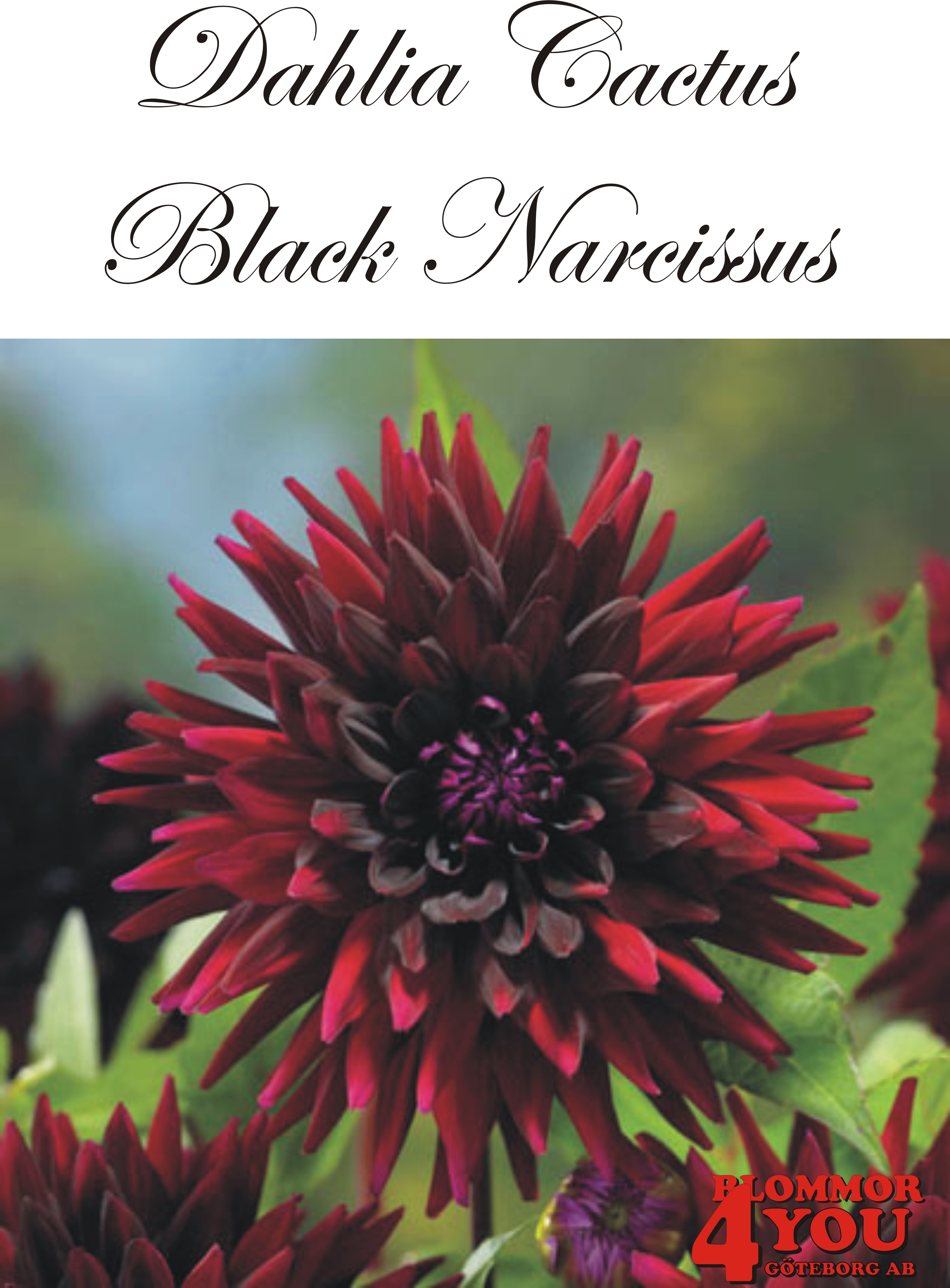 Dahlia Black Narcissus