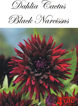 Dahlia Black Narcissus