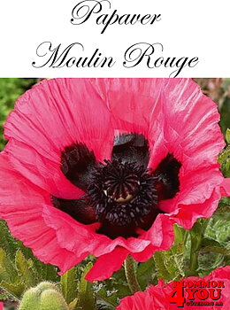 Papaver  Moulin Rouge