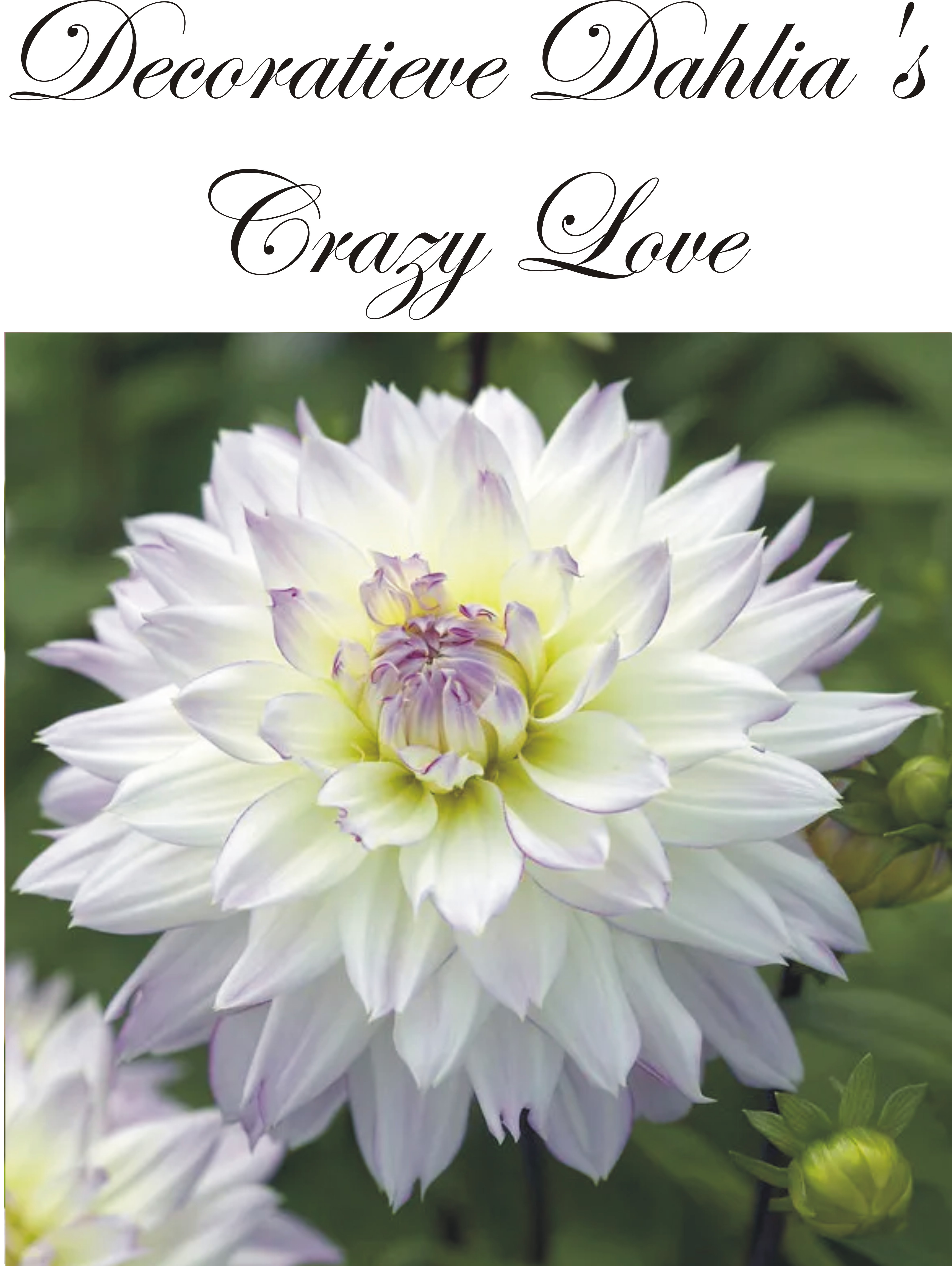 Decoratieve Dahlias  Crazy Love
