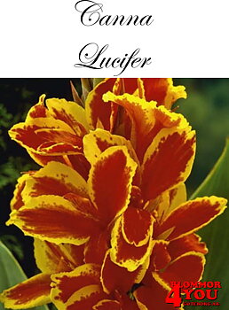 Canna Lucifer   X1