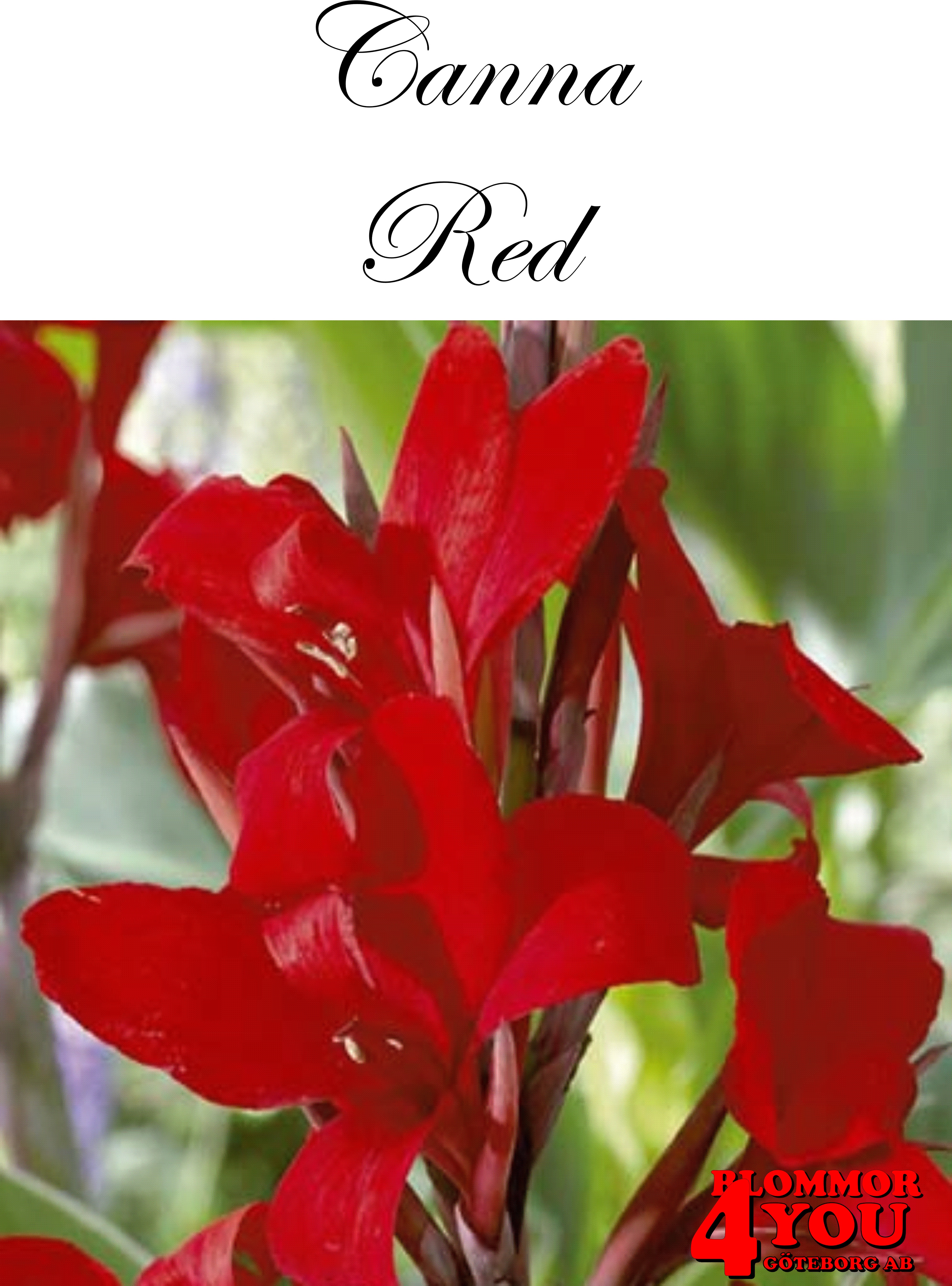 Canna Röd   X1