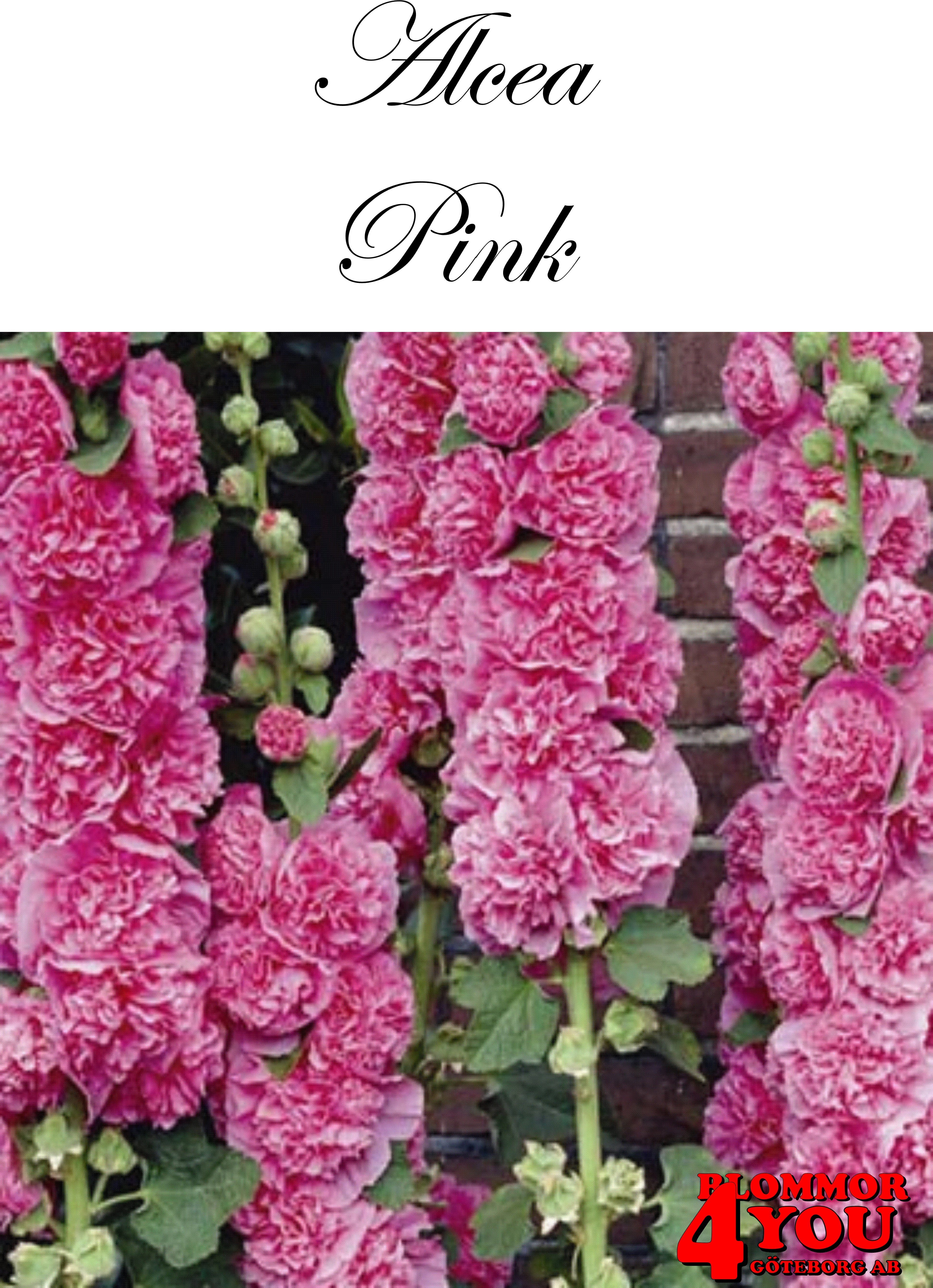 Stockros Rosa  X1